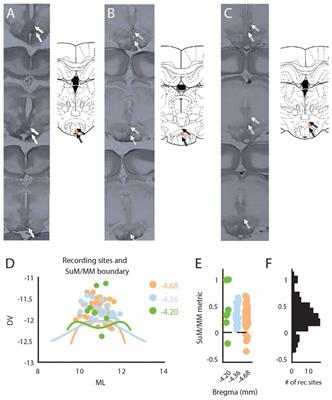 Bi-Directional Theta Modulation between the Septo-Hippocampal System and the Mammillary Area in Free-Moving Rats